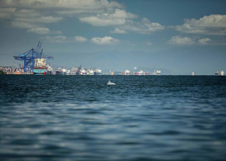 Ocean Pact Derrocagem Paranagua Monitoramento Cetaceos 22 1