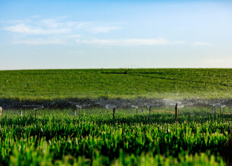 cana-de-açúcar | produção sucroenergética 16 Lori Paula Fotografia Industrial Canavial Mudas 6